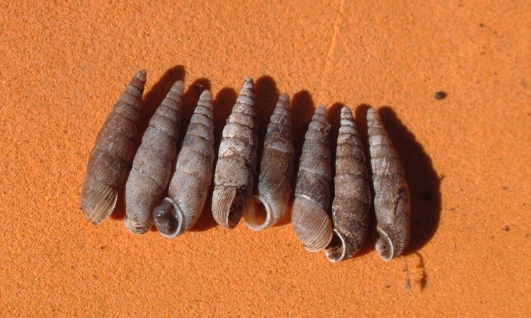 Dilataria boettgeriana